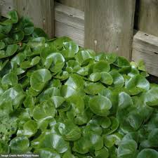 Attēlu rezultāti vaicājumam “Asarum europaeum leaf”