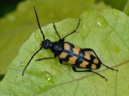 Attēlu rezultāti vaicājumam “Leptura annularis”