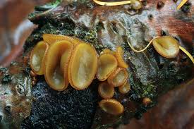 Attēlu rezultāti vaicājumam “Rutstroemia firma”