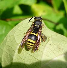Attēlu rezultāti vaicājumam “Ancistrocerus sp.”