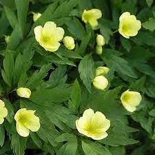 Attēlu rezultāti vaicājumam “Anemone x lipsiensis leaf”