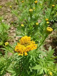 Attēlu rezultāti vaicājumam “Tagetes leaf”