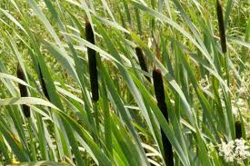 Image result for Rohrkolben