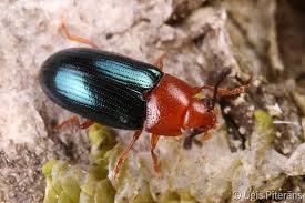 Attēlu rezultāti vaicājumam “Triplax aenea”