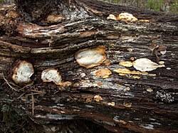 Attēlu rezultāti vaicājumam “Antrodia sinuosa”