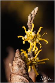 Attēlu rezultāti vaicājumam “Hamamelis vernalis flower”