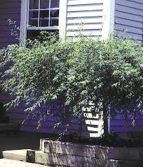 Attēlu rezultāti vaicājumam “Salix purpurea”