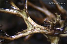 Attēlu rezultāti vaicājumam “Cetraria ericetorum”