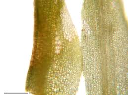 Attēlu rezultāti vaicājumam “Pleuridium subulatum”