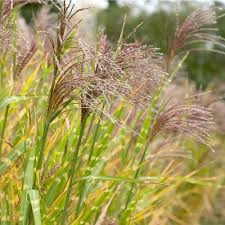 Image result for Miscanthus sinensis Zebrina