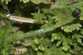 Attēlu rezultāti vaicājumam “Trichocolea tomentella”