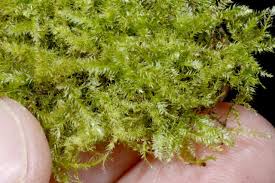 Attēlu rezultāti vaicājumam “Pseudotaxiphyllum elegans”