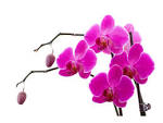 Flowers Orchid - Free high quality background pictures