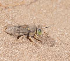 Attēlu rezultāti vaicājumam “Crabronidae”