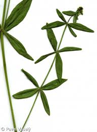 Attēlu rezultāti vaicājumam “Galium boreale fruit”