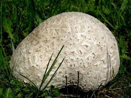 Attēlu rezultāti vaicājumam “Calvatia utriformis”