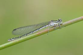 Attēlu rezultāti vaicājumam “Coenagrion hastulatum”