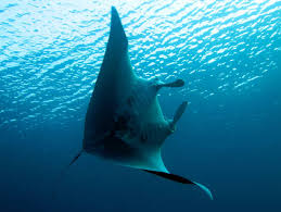 Image result for Mobula thurstoni