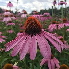 Attēlu rezultāti vaicājumam “Echinacea purpurea”
