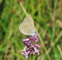 Attēlu rezultāti vaicājumam “Maculinea teleius”