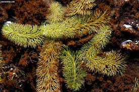 Attēlu rezultāti vaicājumam “Utricularia intermedia bud”