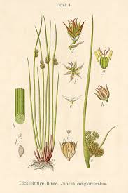 Attēlu rezultāti vaicājumam “Juncus conglomeratus”