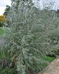 Attēlu rezultāti vaicājumam “Salix Vetrix”