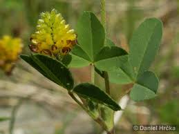 Attēlu rezultāti vaicājumam “Trifolium spadiceum”