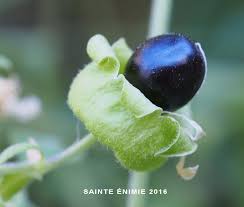 Attēlu rezultāti vaicājumam “Silene baccifera fruit”