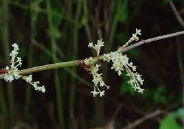 Attēlu rezultāti vaicājumam “Reynoutria japonica flower”