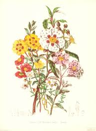 Attēlu rezultāti vaicājumam “Cistaceae”