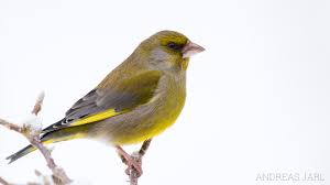 Attēlu rezultāti vaicājumam “Chloris chloris male”