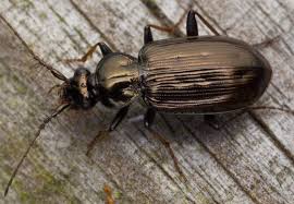 Attēlu rezultāti vaicājumam “Loricera pilicornis”