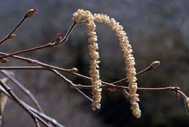 Attēlu rezultāti vaicājumam “Corylus avellana male flower”
