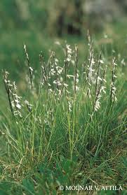 Attēlu rezultāti vaicājumam “Nardus stricta”