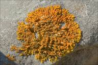 Attēlu rezultāti vaicājumam “Xanthoria candelaria”