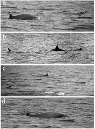 Image result for Mesoplodon bidens