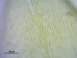 Attēlu rezultāti vaicājumam “Straminergon stramineum”