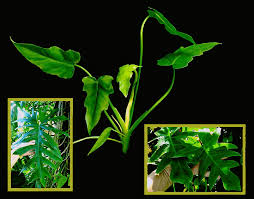 Attēlu rezultāti vaicājumam “Diderma radiatum young”