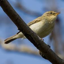 Attēlu rezultāti vaicājumam “Phylloscopus collybita adult”