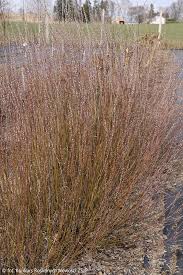 Attēlu rezultāti vaicājumam “Salix repens subsp. rosmarinifolia”