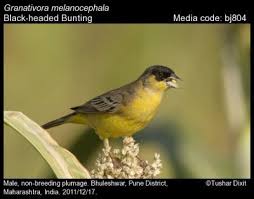 Image result for Emberiza melanocephala
