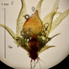 Attēlu rezultāti vaicājumam “Acaulon muticum sporophyte”