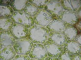 Attēlu rezultāti vaicājumam “Calypogeia”