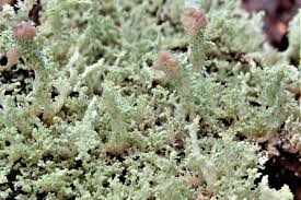 Attēlu rezultāti vaicājumam “Cladonia parasitica”