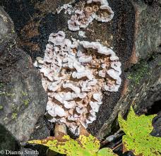 Attēlu rezultāti vaicājumam “Chondrostereum purpureum”