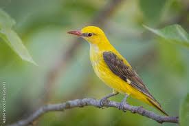 Attēlu rezultāti vaicājumam “Oriolus oriolus female”