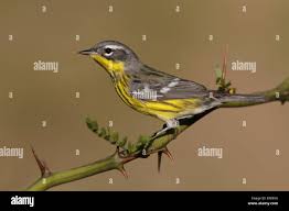 Image result for Dendroica magnolia