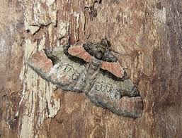 Attēlu rezultāti vaicājumam “Catarhoe rubidata”