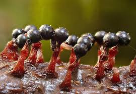 Attēlu rezultāti vaicājumam “Metatrichia sp.”